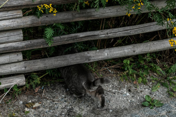 Gray cat crawling under the wooden fence