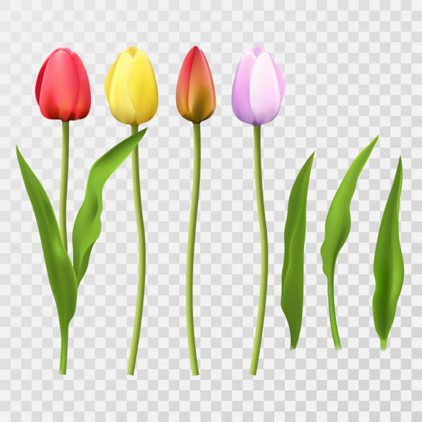 ilustrações, clipart, desenhos animados e ícones de conjunto de flores de tulipas multicoloridas com folhas. - macrofotografia