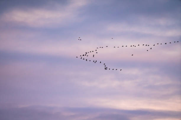 istock migratory birds flying in a group to the south 1282852706