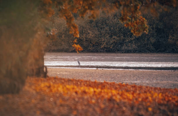 nature morte par un étang drainé. paysage d’automne - bench forest pond autumn photos et images de collection