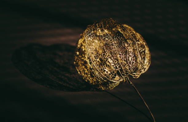 Beautiful brown empty dried physalis flower