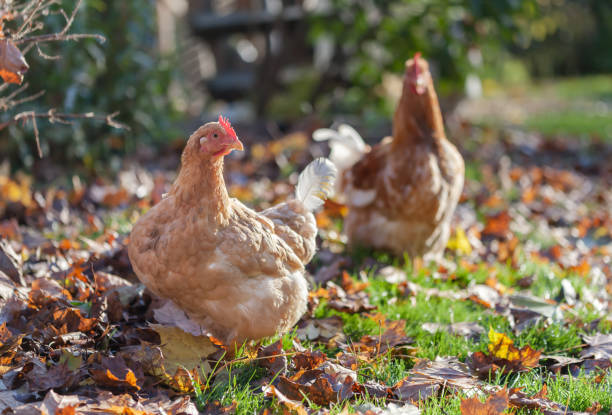 istock A ginger hen walks on a leafy lawn on a small farm in October. 1282853599