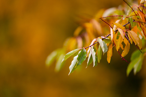 A branch with leaves in green and yellow with blurry background and copy-space