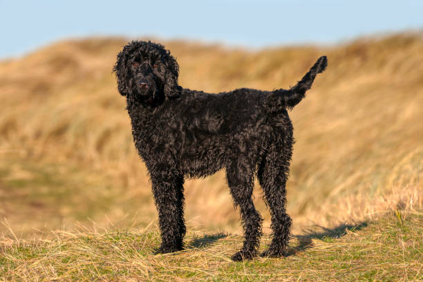 Young labradoodle dog playing in the sunshine Black coated labradoodle looking towards the camera. labradoodle stock pictures, royalty-free photos & images