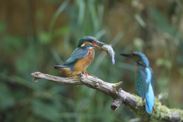 istock Common Kingfisher (Alcedo atthis), Eurasian kingfisher Germany 1282855126