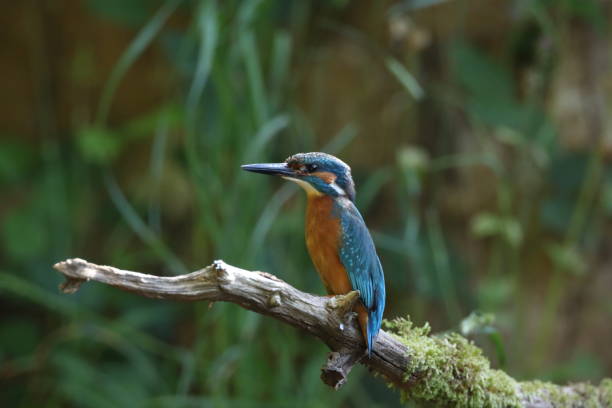 istock Common Kingfisher (Alcedo atthis), Eurasian kingfisher Germany 1282855281