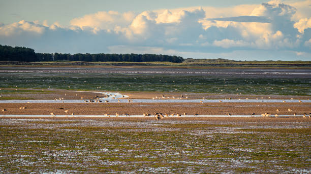 budle bay watt mit watvögeln - northumberland england lindisfarne northeastern england england stock-fotos und bilder