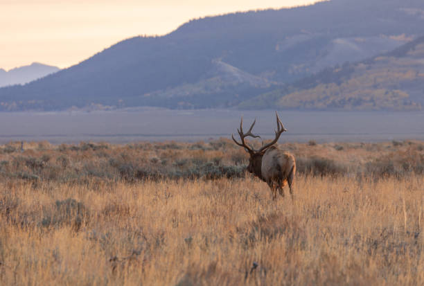 istock Bull Elk in Wyoming in Fall 1282856415