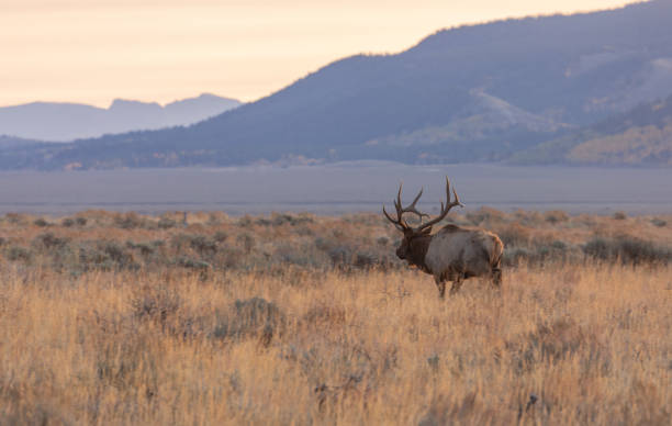 istock Bull Elk in Wyoming in Fall 1282856563