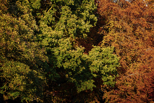 Autumn colours in the trees as the sunlight shines during golden hour at sunset in a park