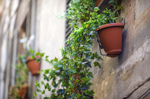 Detail of a building with ivy, wooden door and window