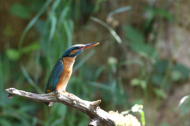istock Common Kingfisher (Alcedo atthis), Eurasian kingfisher Germany 1282857715