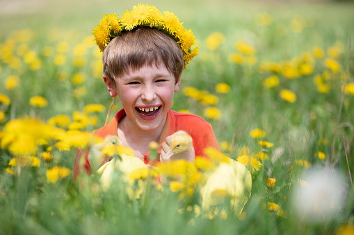 Happy child in dandelions with ducklings.