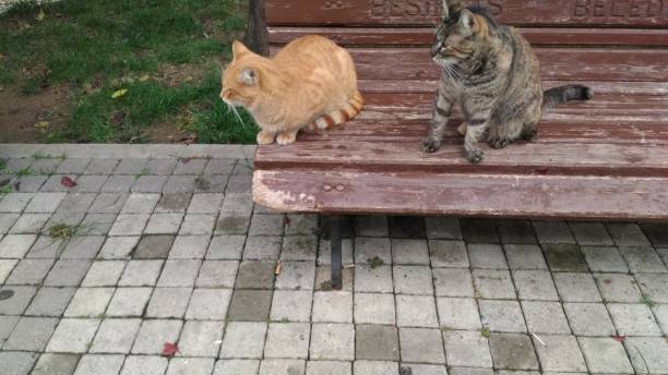 istock cats stroll in the park 1282858266