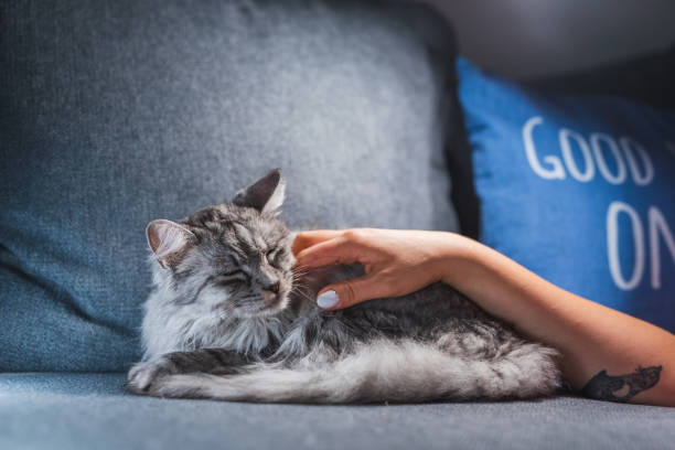 istock Gray Cat Enjoying Being Petted By Her Owner 1282858325