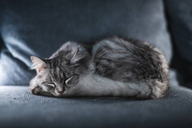 istock Adorable And Cute Gray Tabby Kitten Sleeping On Couch 1282858326