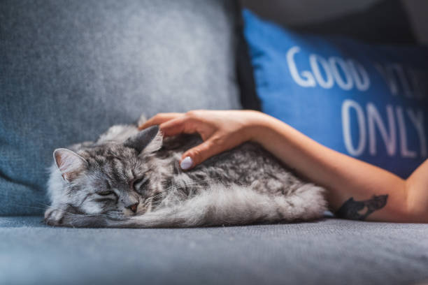 istock Gray Cat Enjoying Being Petted By Her Owner 1282858327