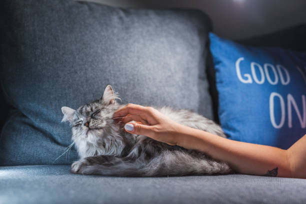 istock Gray Cat Enjoying Being Petted By Her Owner 1282858329