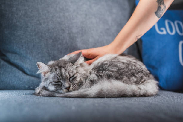 istock Gray Cat Enjoying Being Petted By Her Owner 1282858333