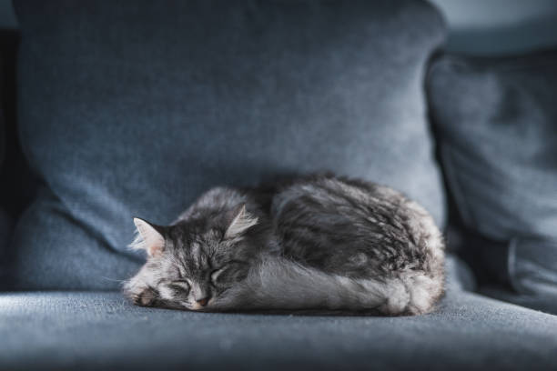 Adorable And Cute Gray Tabby Kitten Sleeping On Couch