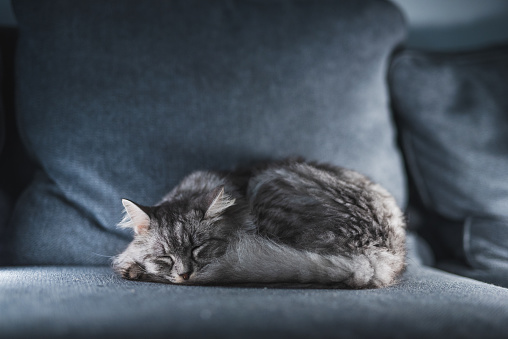 Close-up of cute tabby cat sleeping with smile on the living room sofa british tartan blanket