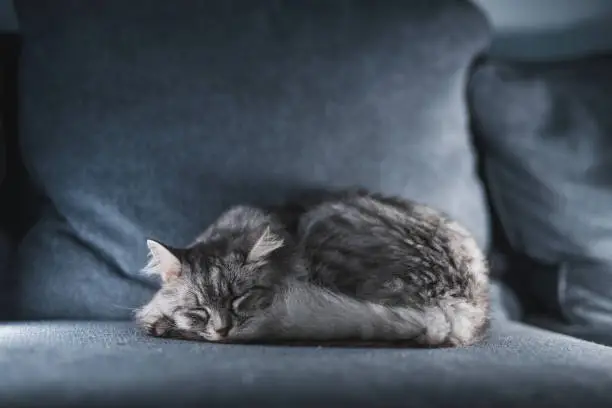Portrait of An Adorable And Cute Gray Tabby Kitten Sleeping On Couch With A Face of Satisfaction