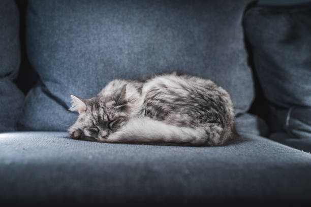 istock Adorable And Cute Gray Tabby Kitten Sleeping On Couch 1282858352