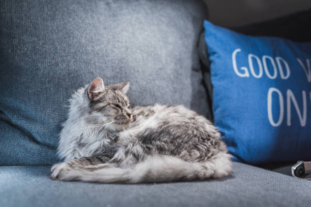 istock Adorable And Cute Gray Tabby Kitten Waking Up On Couch 1282858354