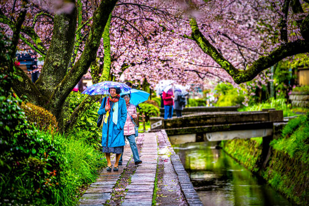 春の春の桜と雨傘を持つ川橋で有名な哲学者の散歩ガーデンパークを歩く人々 - single lane road footpath flower formal garden ストックフォトと画像