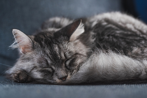 Portrait of a Young Cute Gray Fluffy Cat Sleeping On a Couch While Curled Up in a Ball