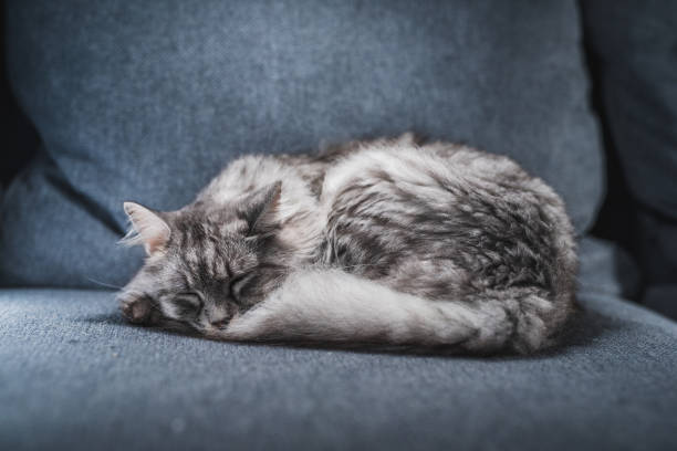 istock Adorable And Cute Gray Tabby Kitten Sleeping On Couch 1282858371