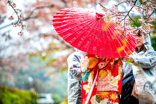 Kyoto, Japan - April 10, 2019: Cherry blossom sakura trees in spring flowers in garden park by river and woman in red kimono and umbrella with people helping for photo shoot