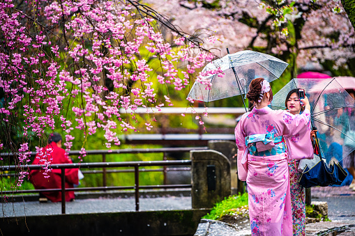 Kyoto, Japan - April 10, 2019: Cherry blossom sakura trees in spring flowers in Philosopher's walk path garden park by river and woman in kimono dressed up umbrella, taking selfie photo with phone