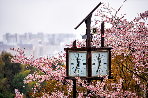 Kyoto, Japan - April 10, 2019: Cherry blossom sakura tree blooming flowers in spring garden park at Kiyomizudera temple shrine with clock time by Kyocera quartz