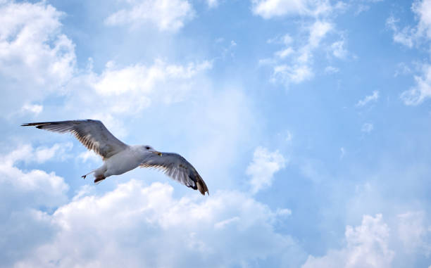 istock Seagull flying above with clouds in background 1282861533