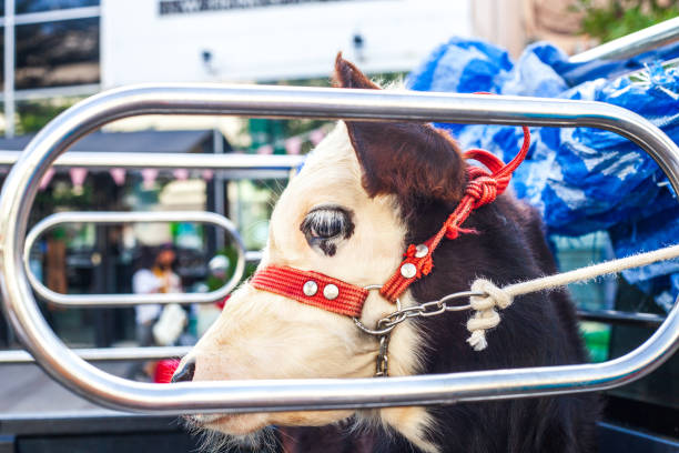 istock Brown calf in car. Transportation of cattle 1282862582