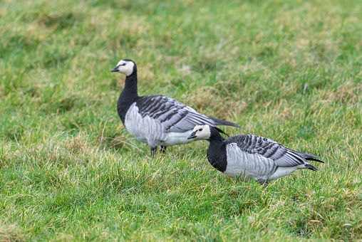 Two barnacle gooses grazing on a meadow.