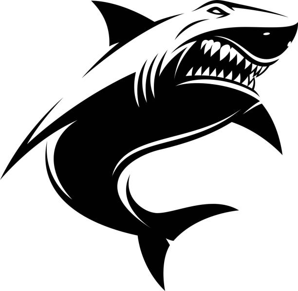 illustrazioni stock, clip art, cartoni animati e icone di tendenza di illustrazione vettoriale, grande squalo feroce bianco - animal large cartoon fish