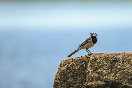 White wagtail, Motacilla alba standing on a rock with open beak, Swedish Lapland, Sweden