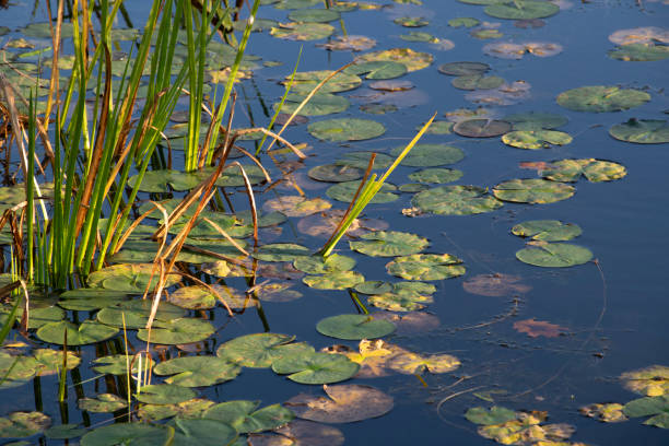 istock Waterlily pads and grass in lake 1282865414
