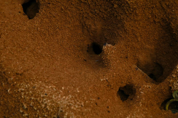 Earth ants (Lasius) the entrance to anthill from beautiful heaps of dirt on ground