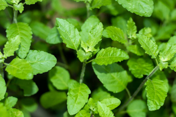5,011 Tulsi Plant Stock Photos, Pictures & Royalty-Free Images - iStock