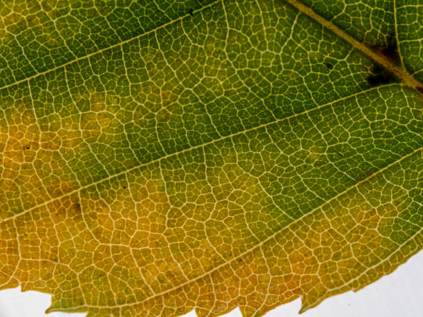 istock Underside of a translucent autumnal leaf in different shades. 1282865742