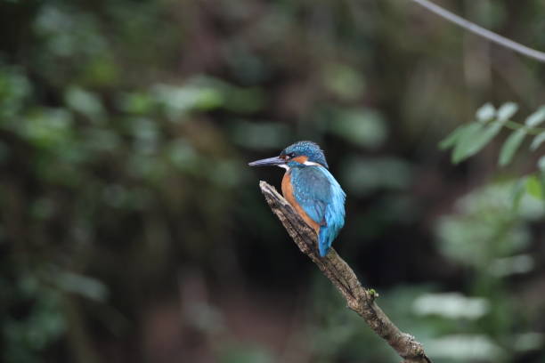 istock Common Kingfisher (Alcedo atthis), Eurasian kingfisher Germany 1282866433