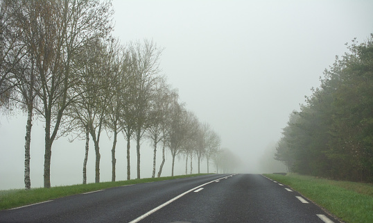 French country road with Birch trees and fog