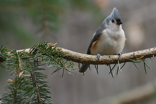 Tufted titmouse resting on evergreen branch between forays to a bird feeder in the Connecticut countryside