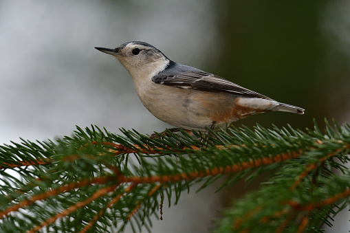 White-breasted nuthatch portrait taken between visits to a Connecticut bird feeder. Probably a female because the cap is gray rather than black.