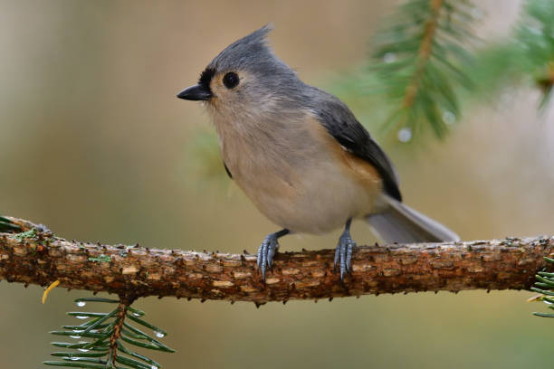 titmouse tufted em dia chuvoso - tit - fotografias e filmes do acervo