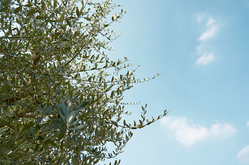 A field of olive trees during an autumn day while the farmers harvest the olives