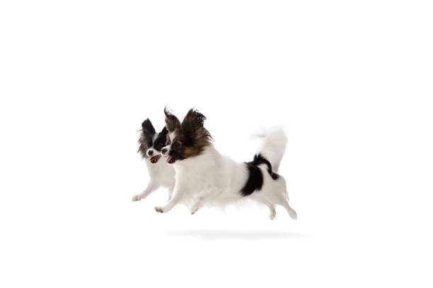 istock Studio shot of funny Papillon dogs isolated on white studio background 1282868515